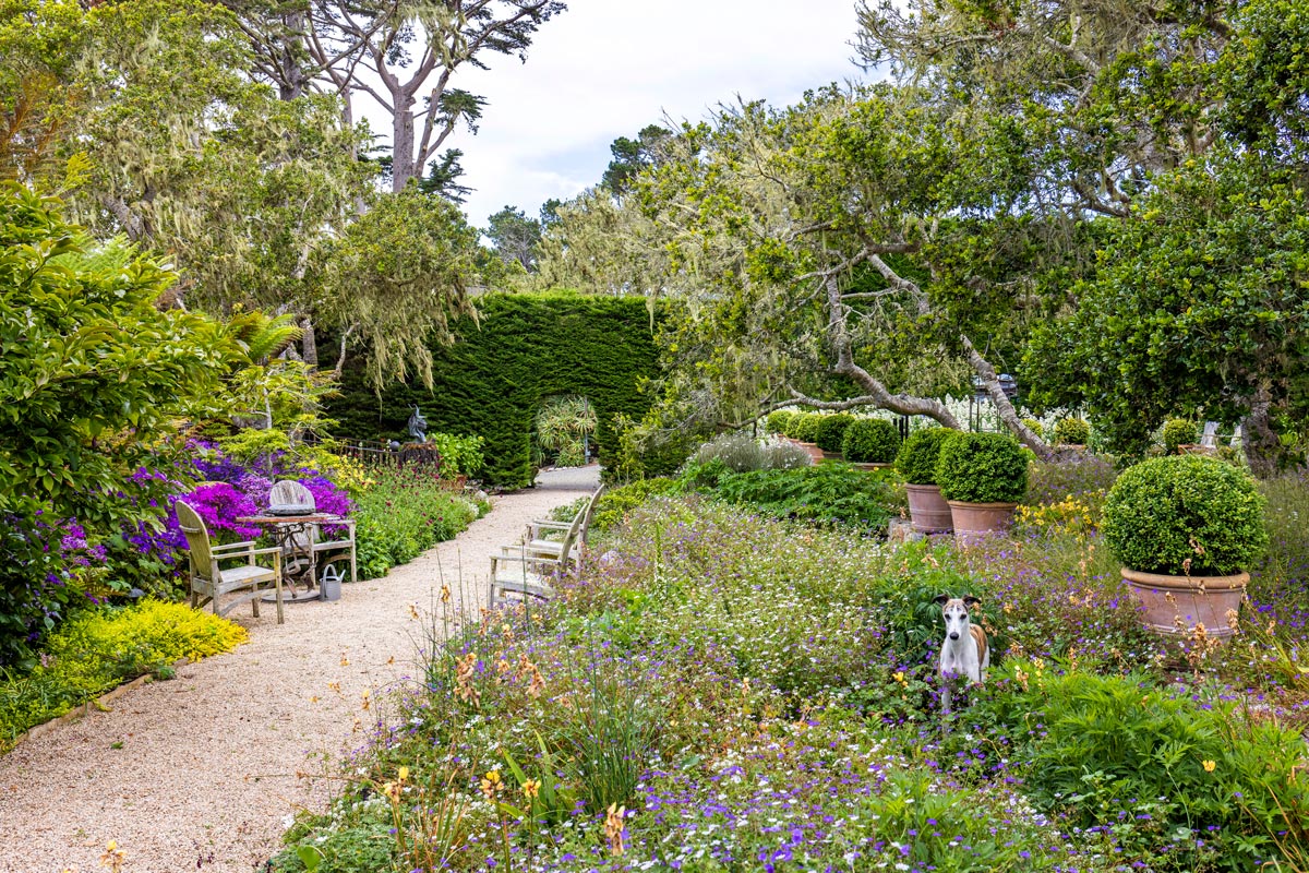 Pebble Beach seeds of camomile, evening primrose, poppy garden