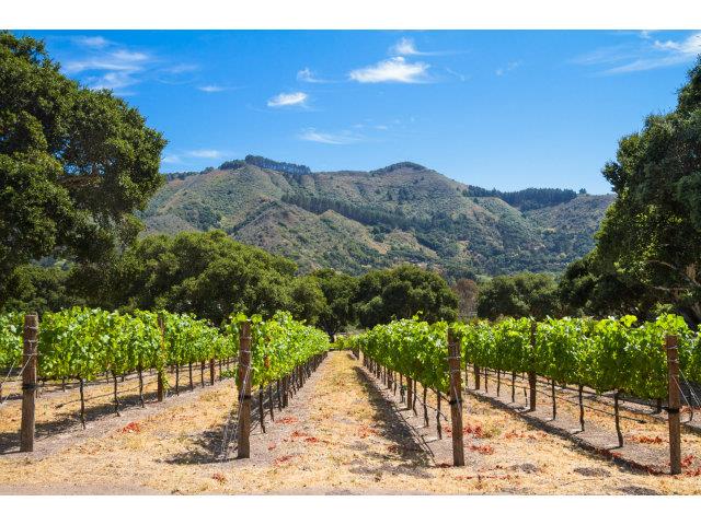 Vineyard